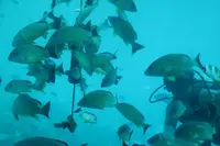 フィッシュアイの写真・動画_image_492590