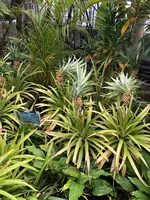 箱根強羅公園の写真・動画_image_494371