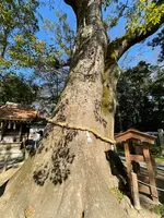 伊弉諾神宮の写真・動画_image_495300