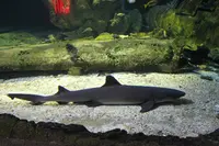Under Water World（アンダーウォーターワールド）の写真・動画_image_496052