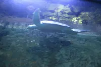 Under Water World（アンダーウォーターワールド）の写真・動画_image_496054