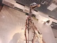 国立科学博物館の写真・動画_image_497164