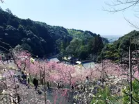 大縣神社の写真・動画_image_500670
