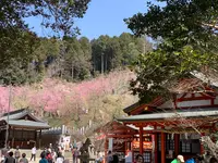 大縣神社の写真・動画_image_500673