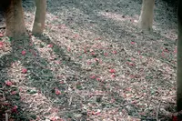 笠山の写真・動画_image_500904