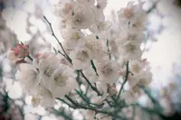 萩往還梅林園の写真・動画_image_501068