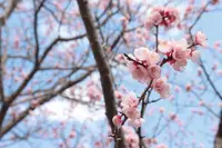 萩往還梅林園の写真・動画_image_501069