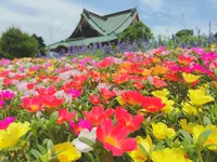 成田山新勝寺の写真・動画_image_501630