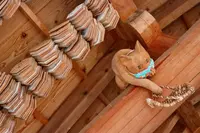 雲林寺（ネコ寺）の写真・動画_image_501909