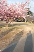 萩城城下町の写真・動画_image_501973