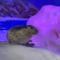 オホーツク流氷館の写真・動画_image_502057