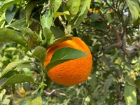 黄金の島＠末岡新果園の写真・動画_image_502763