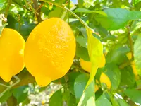 黄金の島＠末岡新果園の写真・動画_image_502764