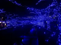 目黒川の写真・動画_image_50300