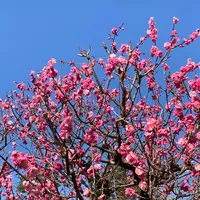 兼六園 梅林の写真・動画_image_504127