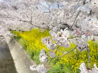 五条川の写真・動画_image_505401