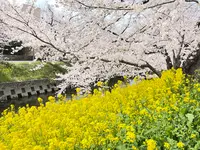 五条川の写真・動画_image_505402