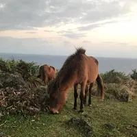 東崎展望台の写真・動画_image_505554