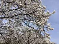 さがみ湖リゾート プレジャーフォレストの写真・動画_image_506232