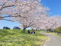 大榑川堤の桜並木の写真・動画_image_507297