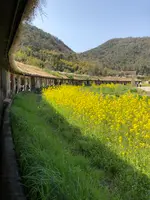 ラコリーナ近江八幡の写真・動画_image_507424