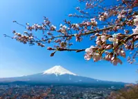 新倉山浅間公園の写真・動画_image_508099