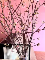 Plis （プリー） の写真・動画_image_511113