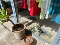 Girty’s Key  ガーティーズキーの写真・動画_image_511420