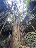 ガンガラーの谷 ケイブカフェの写真・動画_image_511526