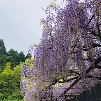 別府地獄めぐりの写真・動画_image_511593