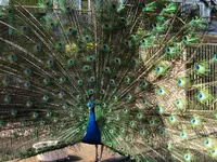 ラクテンチの写真・動画_image_511601