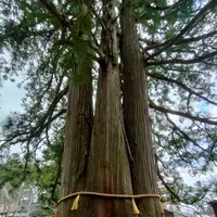 戸隠神社中社の写真・動画_image_511927