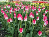 砺波チューリップ公園の写真・動画_image_512177