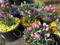 砺波チューリップ公園の写真・動画_image_512179