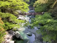 祖谷のかずら橋の写真・動画_image_513154