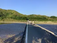 佐田沈下橋の写真・動画_image_513603