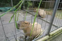 ネオパークオキナワの写真・動画_image_513858