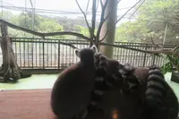 ネオパークオキナワの写真・動画_image_513861