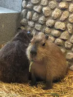 草津温泉おさるの湯もみ処～おさ湯の写真・動画_image_514537