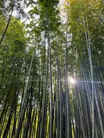 小田原文化財団 江之浦測候所の写真・動画_image_514919