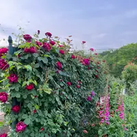 栃木県 足利フラワーパークの写真・動画_image_515446