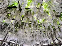栃木県 足利フラワーパークの写真・動画_image_515451