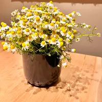 Restaurant NéMoの写真・動画_image_515556