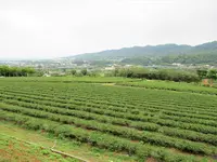 台湾農林銅鑼茶廠の写真・動画_image_515891