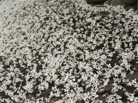 姜太公中部道場客家大院の写真・動画_image_515899