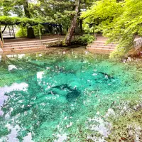 別府弁天池の写真・動画_image_517302