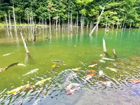 一の俣桜公園の写真・動画_image_517304