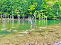 一の俣桜公園の写真・動画_image_517305
