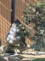 京都市動物園 もうじゅうワールドの写真・動画_image_517426