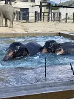 京都市動物園 もうじゅうワールドの写真・動画_image_517428